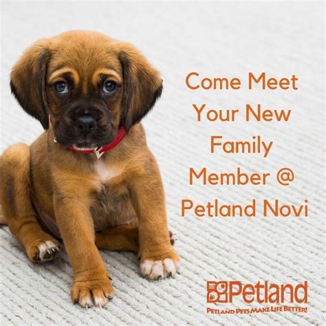 You'll likely be able to solve the problem over time (and with training and desensitization), because the dog hasn't felt that he needs to escalate. @petlandnovi posted to Instagram: Stop in for a quick ...