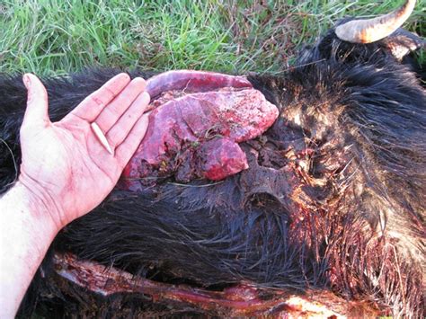 We apologize for any inconvenience. 50 Cal Wound / How damaging are 50 caliber bullet wounds ...