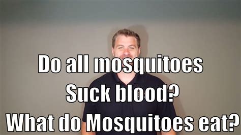 Small to medium sized frogs eat insects such as flies, mosquitoes. What do mosquitoes eat? - YouTube