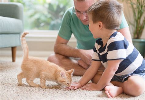 You will always find exclusions when it comes to pet insurance. Cat Ownership 101: A Guide For New Cat Parents | Figo Pet Insurance