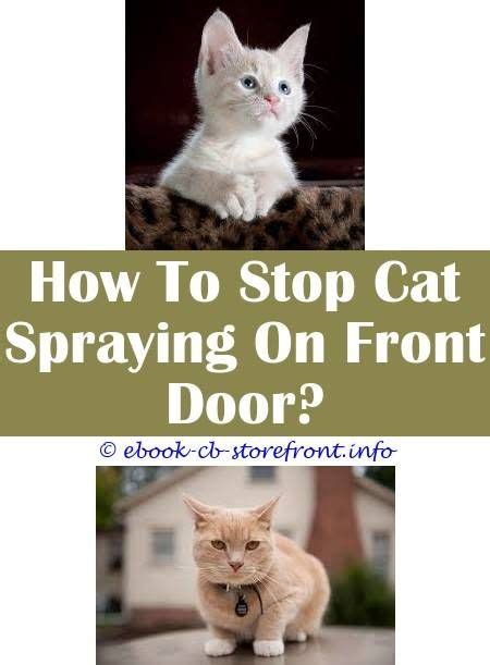 A stray cat is a pet. 8 Astute Cool Tricks: How Can I Keep Stray Cats From ...