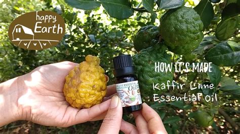 We did not find results for: How it's made: Kaffir Lime Essential Oil - Happy Earth Farm