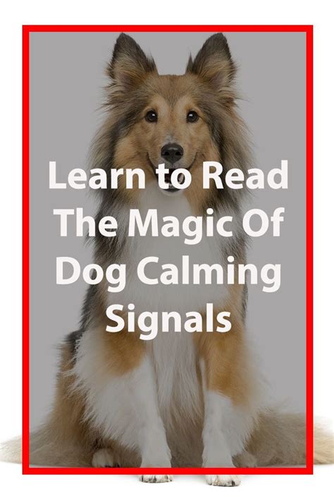 They communicate like this with other dogs, but also with humans and other animals. Calming Signals In Dogs | Calm dogs, Dogs, Calm