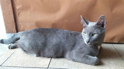 Di bawah ada beragam gambar kucing lucu dan keren loh untuk kamu koleksi. Gambar Kucing Warna Abu Abu Putih - Koleksi Gambar HD