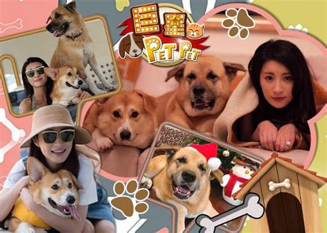 Apple music'te 林夏薇 adlı sanatçının şarkılarını dinleyin. 【巨星Pet Pet】林夏薇愛犬唔爭食｜即時新聞｜東網巨星｜on.cc東網