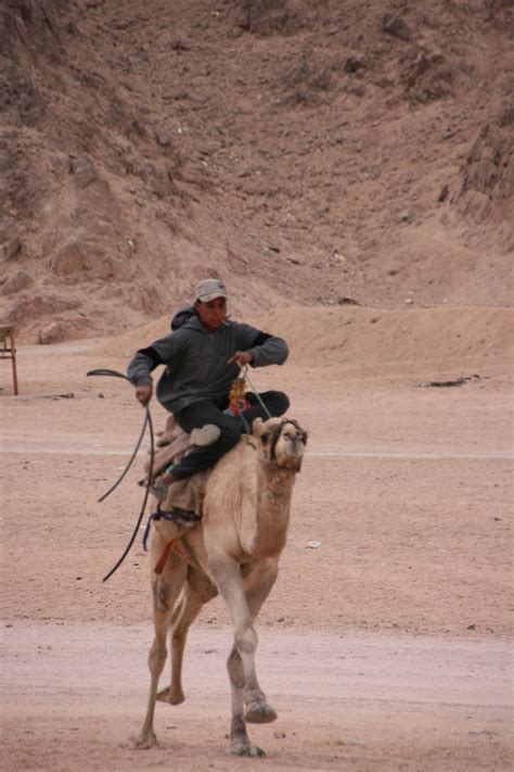 Traveling the desert without a camel is not a very smart thing to do. Bildet : landskap, ørken, Egypt, beduin, sahara ...