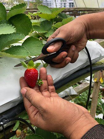 Cameron highland, 39000 brinchang, pahang, malaysia, cameron highlands ; Raju Hill Strawberry Farm (Cameron Highlands) - 2019 All ...