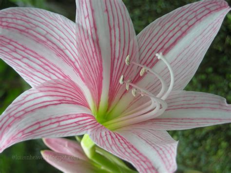 Gorgeous pink hybrid lilies come arranged in a vase with filler and greens. lui is in heaven: Stargazer Lily