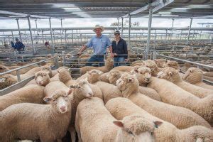 Find leading pest controllers ► cumberland md termite.com > cumberland md > pest control > market leaders. Lamb prices rise again as the rain disrupts delivery plans ...