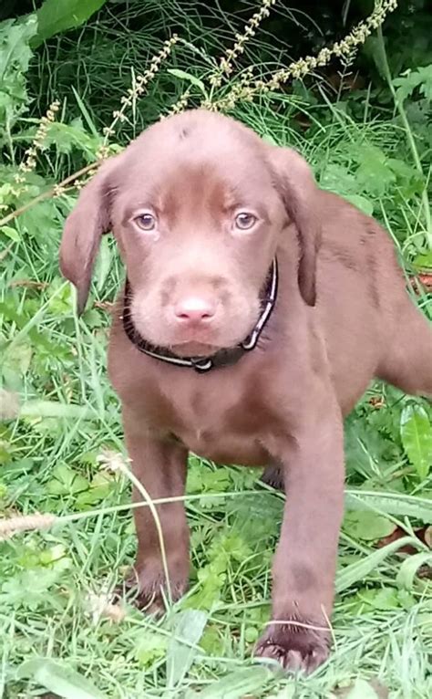 2 month old golden labs both are females both are up to date with shots (paperwork to akc labrador retriever puppy for sale. Chocolate Labrador Puppies for sale | Port Elizabeth ...