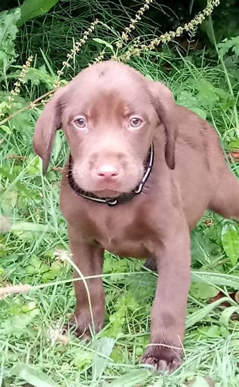 Well socialized family members with health clearances. Chocolate Labrador Puppies for sale | Port Elizabeth ...