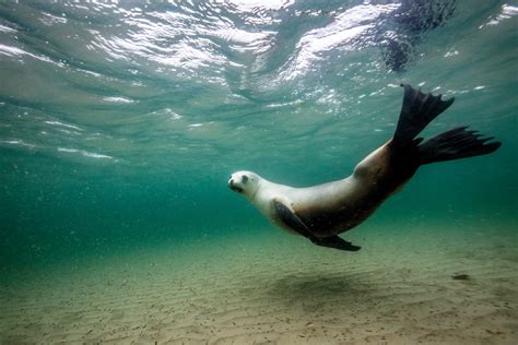 Check spelling or type a new query. Australia/Oceania Animals pt. 2 | Frontier Forums