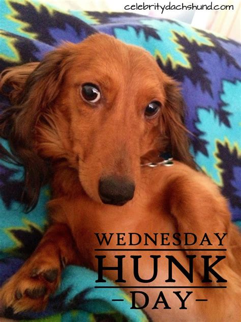 It's also free to list your available puppies and litters on our site. Today's Wednesday Hunk is Gus from West Des Moines, Iowa ...