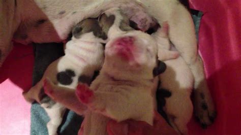 Yes visit shake a paw and let us unite your family with one of our very special puppies today puppies for sale in long island, new. Blue French Bulldog Puppies for sale, blue pied and blue ...