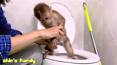 Baby monkey chaly super cry loudly during mom take bathing first time. Cute baby animals Videos | MOnkey baby SHin is good at ...