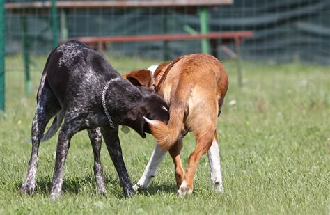 Hündinnen, die spät das erste mal läufig werden, können im alter von 6 monaten auch vor der ersten läufigkeit ovariektomiert werden. Hunde