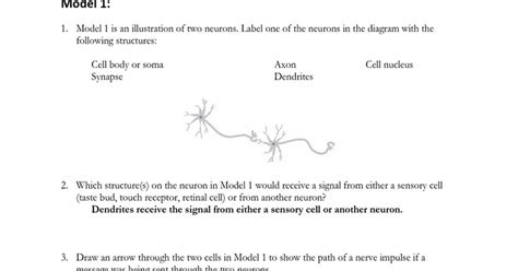 To get started finding bio neuron function pogil answer key, you are right to find our website which has a comprehensive collection of manuals listed. Nervous Stations Worksheet - Google Docs