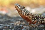 Die levanteotter (macrovipera lebetina) ist eine schlange aus der familie der vipern (viperidae). Levanteotter Mauereidechse