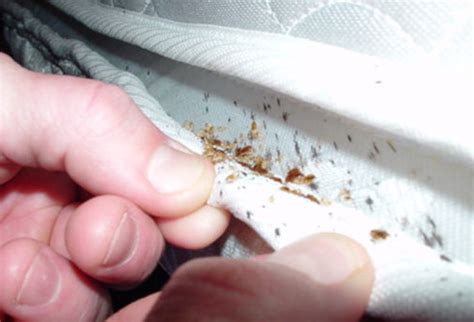 Bed bug bites may lead to skin changes ranging from small areas of redness to prominent blisters. 10 Ways To Get Rid Of Bed Bugs In A Mattress | HowHunter