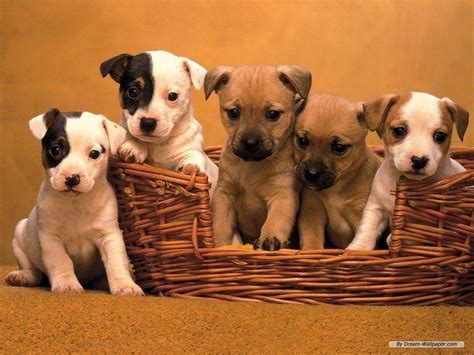 Cute Dogs And Puppies Wallpapers - Wallpaper Cave