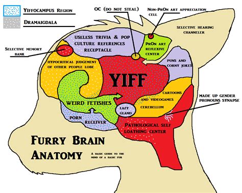 The weight of the brain changes from birth through adulthood. Map of the Basic Fur's mind by Xisqu -- Fur Affinity dot net