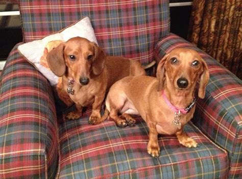 American airlines customer support phone number, steps for reaching a person, ratings, comments and american airlines customer service news. Dachshund Rescue and Pet Services - Pet Services ...