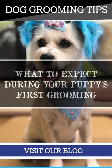 We provide doggy daycare, boarding, training, and additional wellbeing services to help your puppy or dog. Do it Yourself Dog Grooming Tips For Everyone ** More details can be found by clicking on the ...