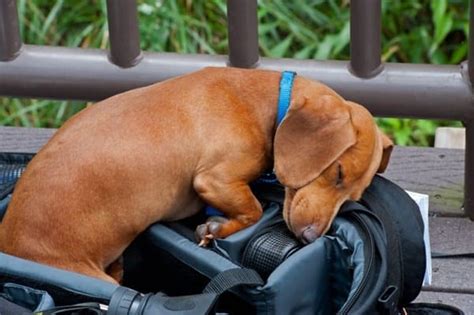 Why do dogs like laying on you? 40 Adorable Pictures of Cute Dog Sleeping Positions