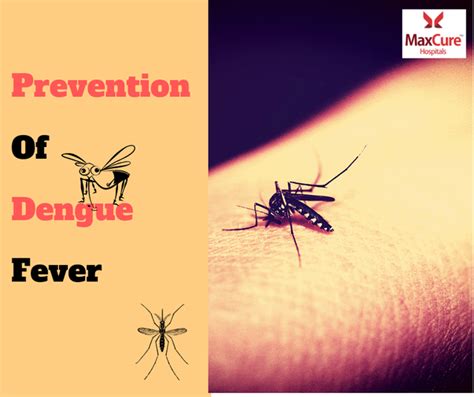 These drinks improve immunity and are helpful in if the fever is dengue the platelet count will decrease abnormally and sometimes you may have to get them by transfusion. How to going to prevent dengue fever - Quora