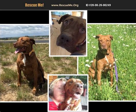 Our mission is to rescue dogs that would otherwise be euthanized, rehabilitate and place them into loving forever homes. ADOPT 20082800249 ~ Pit Bull Rescue ~ California