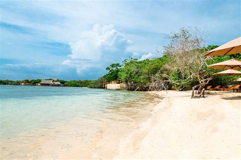 Recherchez parmi des ours polaire photos et des images libres de droits sur istock. Ours Polaire Sur Une Plage Pix - Pewter