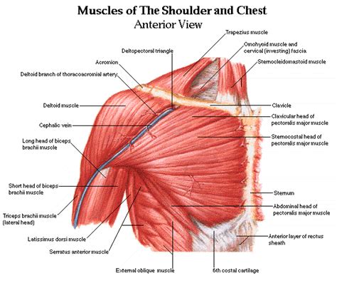 Anatomy of the chest and the lungs: Chest Muscles Anatomy - Learn For Better Workouts