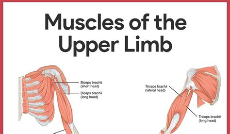 Second, some of the superficial muscles are already known by most people, though most likely by their common names: Upper Torso Muscle Name : Upper Torso Anatomy / The torso ...