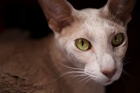 Russian blues have short haired fur and are known for their blue coat with silver tips of hair. 15 Hypoallergenic Cat Breeds for People With Allergies ...