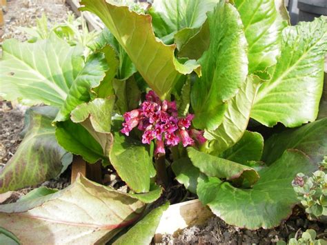 Pond plants are an effective means to control algae growth. large leaf flowering plants | Hardy Plant Society ...