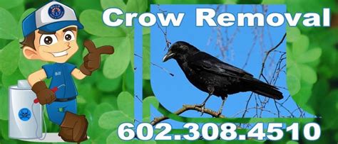 I have spent 26 of those years providing yuma pest control services. Crow Control Removal Service Phoenix Az | Bills Termite Co.