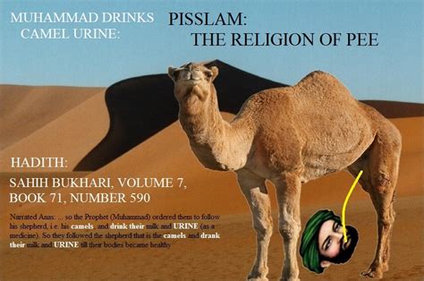 Camel urine urine has an unusual and unique biochemical composition. Spot hier met de islam - Pagina 38 - Politics.be