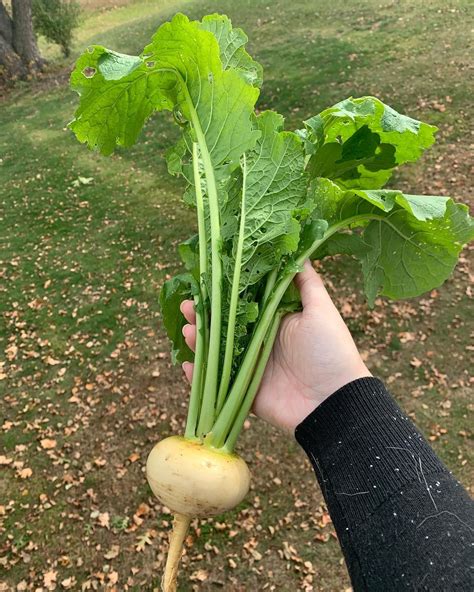 Along with some cinnamon sticks (not the kind you eat), and a very small. My first turnip! #gardening #garden #DIY #home #flowers # ...