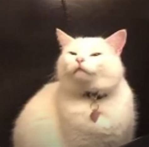 Terbaru terlama paling banyak didiskusikan paling banyak dibagikan paling banyak dilihat paling banyak di vote. Followersnya Jutaan, Ini Foto-Foto Meme-able Kucing yang ...