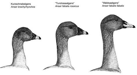 1 digitales wörterbuch der deutschen sprache „saatgans. Zur Unterscheidung von Kurzschnabelgans, Tundrasaatgans ...