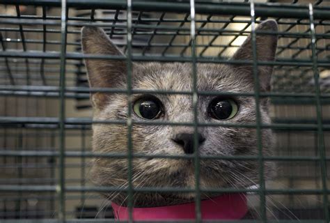 How much do vets cost? Ontario SPCA lowering cat adoption fees for Black Friday