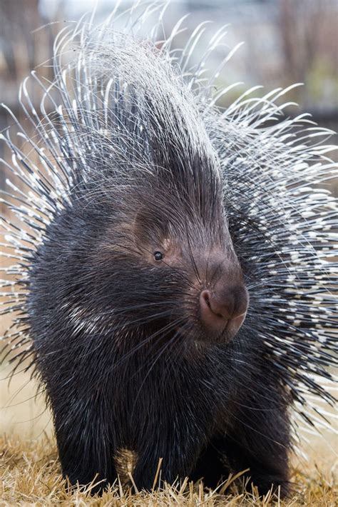 Your personality could also be mysterious, like an octopus, an owl or a spider. Cape Porcupine - Cincinnati Zoo & Botanical Garden®