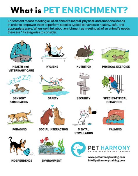 The 14 Categories of Pet Enrichment - Pet Harmony