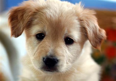 Süße hundewelpen beim spielen, essen oder schlafen sind einfach nur niedlich anzusehen. Hunde Süß - Super süße Hunde Babys - die winzigsten Hundewelpen. Klein ...