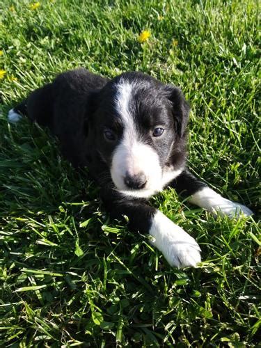 The pups are now 8 weeks old and ready to go to their new homes. Border Collie Puppies For Sale In Ohio - PetsWall