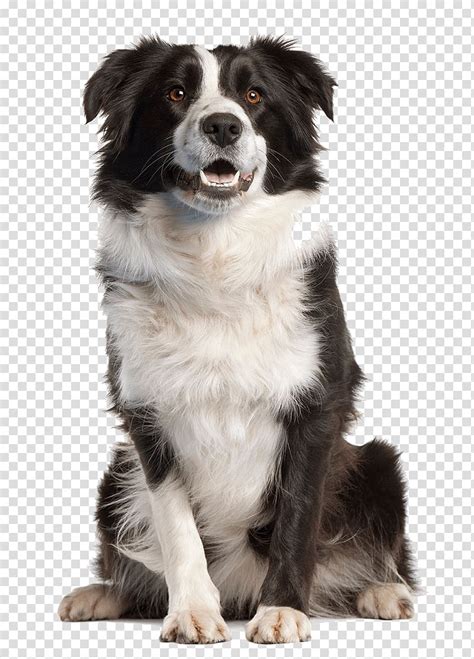 Are you looking for the best border collie clipart for your personal blogs, projects or designs, then clipartmag is the place just for you. Adult black and white border collie, Border Collie Golden ...