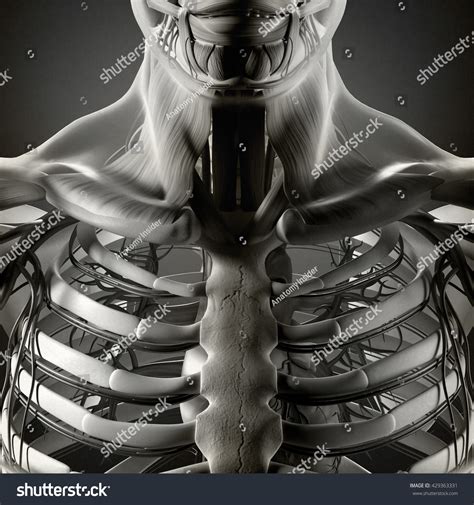 The rib cage is the arrangement of ribs attached to the vertebral column and sternum in the thorax of most vertebrates, that encloses and protects the vital organs such as the heart, lungs and great vessels. Human Rib Cage Muscles : Effect Of Intercostal Muscle Contraction On Rib Motion In Humans ...