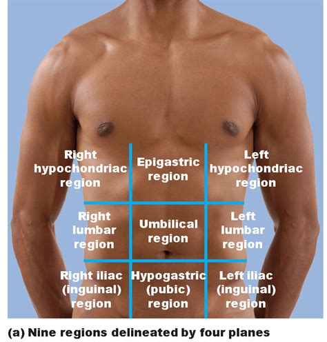 Abdominal organ anatomy quadrants / physicians and anatomists divide the human abdomen into four different regions or quadrants. Anatomy Quadrants - Pain d'epices, Nurses and Abdominal ...