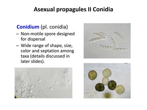 Conidia is a sexual fungal spore, probably causing thrush. PPT - Ascomycete Anamorphs and the Imperfect Fungi ...