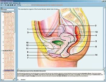 In den weiblichen geschlechtsorganen laufen eine vielzahl von prozessen unter hormonellem einfluss ab. Fortpflanzung und Sexualkunde | LMS Lehrmittel-Service H ...